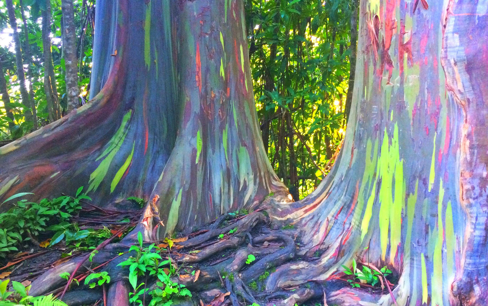 Bạch đàn cầu vồng: Loài cây được mệnh danh là cây đẹp nhất thế giới- Ảnh 2.