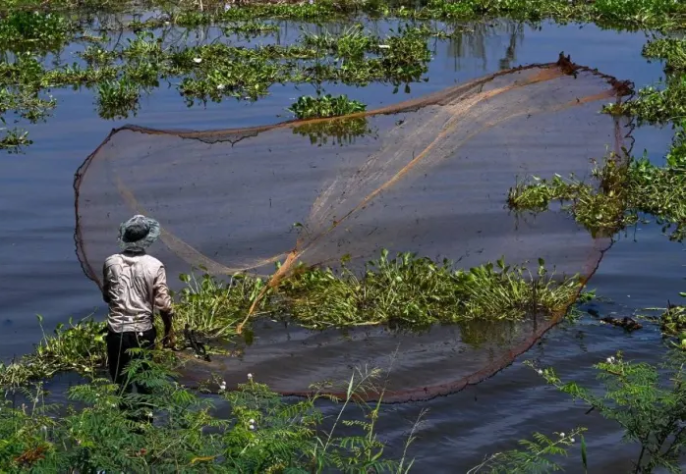 20% loài cá trên sông Mekong đối mặt nguy cơ tuyệt chủng- Ảnh 1.