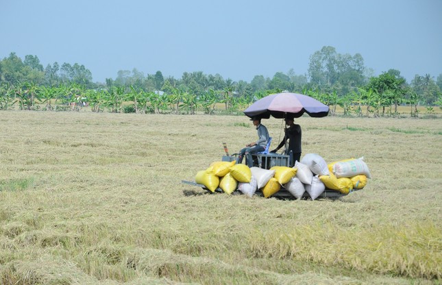 'Ông trùm' thu mua lúa gạo trần tình việc nợ tiền nông dân- Ảnh 2.