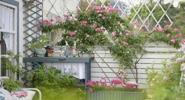 Khu vườn trên sân thượng "gây sốt": Cô giáo Tiếng Anh khẳng định không sai lầm khi chi tiền tỷ mua nhà mặt đất để có khuôn viên trồng hoa