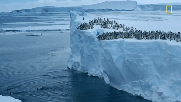 Hàng trăm chú chim cánh cụt nhảy từ vách băng cao 15m, cảnh tượng chưa từng có được ghi lại khiến nhiều người đau lòng- Ảnh 3.