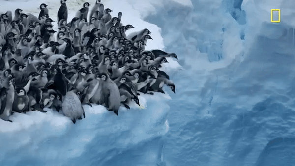 Hàng trăm chú chim cánh cụt nhảy từ vách băng cao 15m, cảnh tượng chưa từng có được ghi lại khiến nhiều người đau lòng- Ảnh 2.