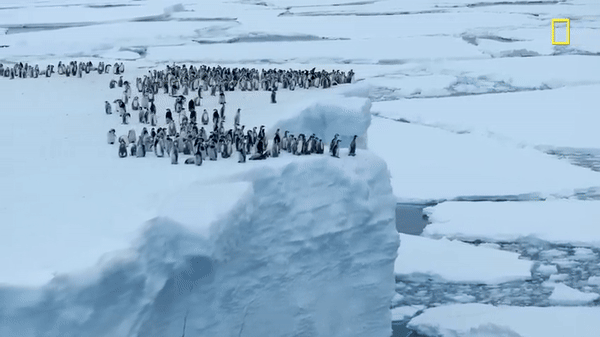 Hàng trăm chú chim cánh cụt nhảy từ vách băng cao 15m, cảnh tượng chưa từng có được ghi lại khiến nhiều người đau lòng- Ảnh 4.