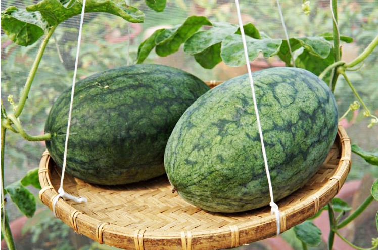 3 loại quả ngọt mát có sẵn ở Việt Nam là “thuốc trường thọ”: Hạ đường huyết cực tốt lại dưỡng gan, mát thận hiệu quả- Ảnh 1.