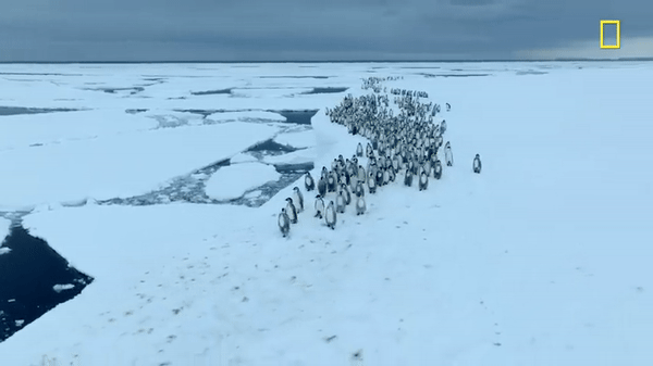 Hàng trăm chú chim cánh cụt nhảy từ vách băng cao 15m, cảnh tượng chưa từng có được ghi lại khiến nhiều người đau lòng- Ảnh 1.