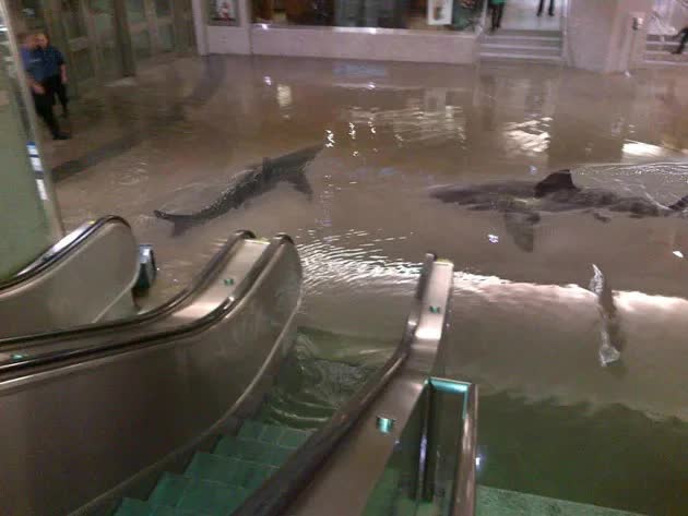 Ngập lụt kinh hoàng tại Dubai: Thực hư cảnh tượng cá mập bơi tung tăng trong trung tâm thương mại- Ảnh 1.
