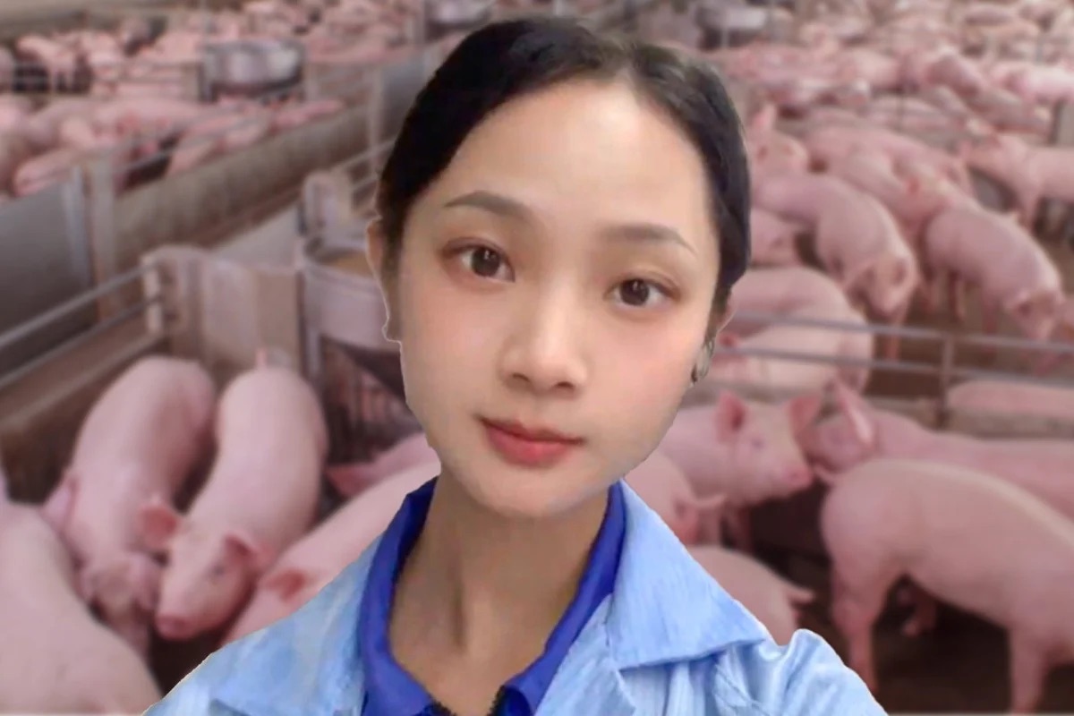 Cô gái trẻ Trung Quốc nổi tiếng sau khi bỏ việc văn phòng về nuôi lợn- Ảnh 1.