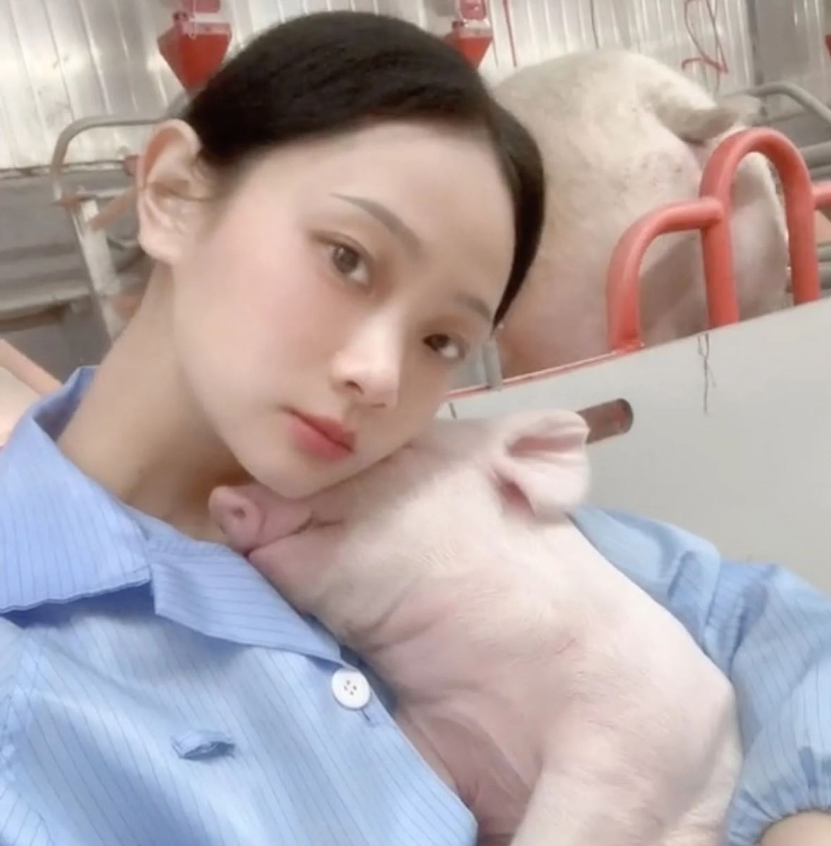Cô gái trẻ Trung Quốc nổi tiếng sau khi bỏ việc văn phòng về nuôi lợn- Ảnh 2.