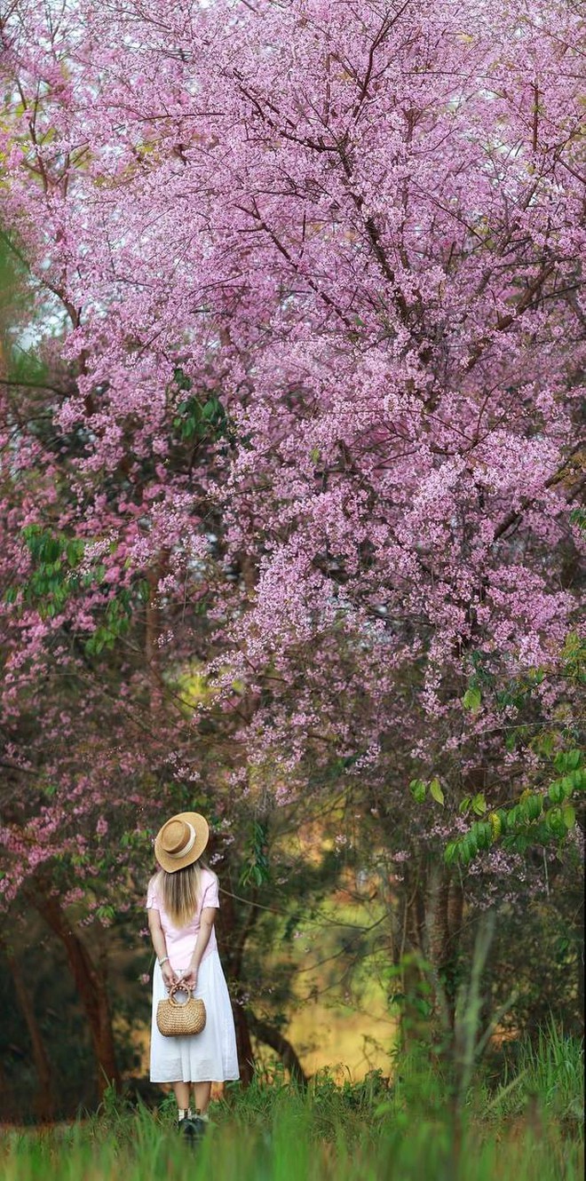 Cập nhật tình hình du lịch dịp lễ khắp mọi miền: Đổ xô ngắm hoa mai anh đào nở kỳ lạ giữa hè Đà Lạt, đảo Phú Quý đông đúc khách- Ảnh 7.