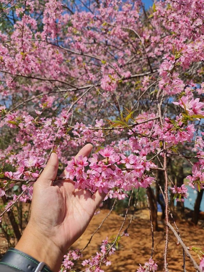 Cập nhật tình hình du lịch dịp lễ khắp mọi miền: Đổ xô ngắm hoa mai anh đào nở kỳ lạ giữa hè Đà Lạt, đảo Phú Quý đông đúc khách- Ảnh 1.