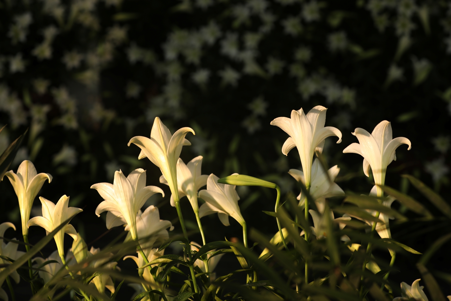 Cả nghìn người check-in tại con đường 5.000 bông hoa giữa thủ đô: Loài hoa “nữ hoàng tháng 4” của người Hà Nội- Ảnh 12. Cả nghìn người check-in tại con đường 5.000 bông hoa giữa thủ đô: Loài hoa “nữ hoàng tháng 4” của người Hà Nội- Ảnh 12.