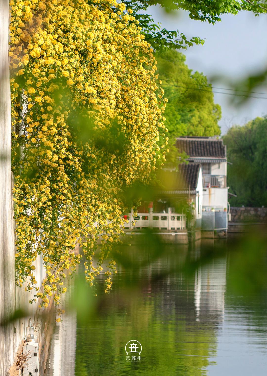 Tô Châu tháng Tư bừng sáng trong sắc hoa mộc hương: Hoa rủ bên tiệm trà nhỏ, lặng lẽ yêu kiều trong vườn cổ- Ảnh 15.