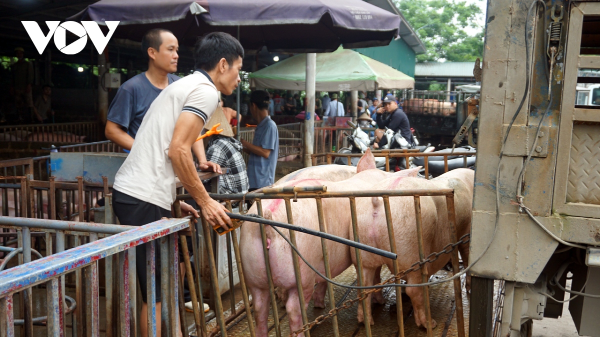 Giá lợn hơi được dự báo sẽ tăng trong dịp nghỉ lễ 30/4 - 1/5- Ảnh 4.