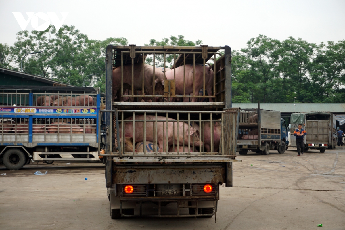 Giá lợn hơi được dự báo sẽ tăng trong dịp nghỉ lễ 30/4 - 1/5- Ảnh 6.