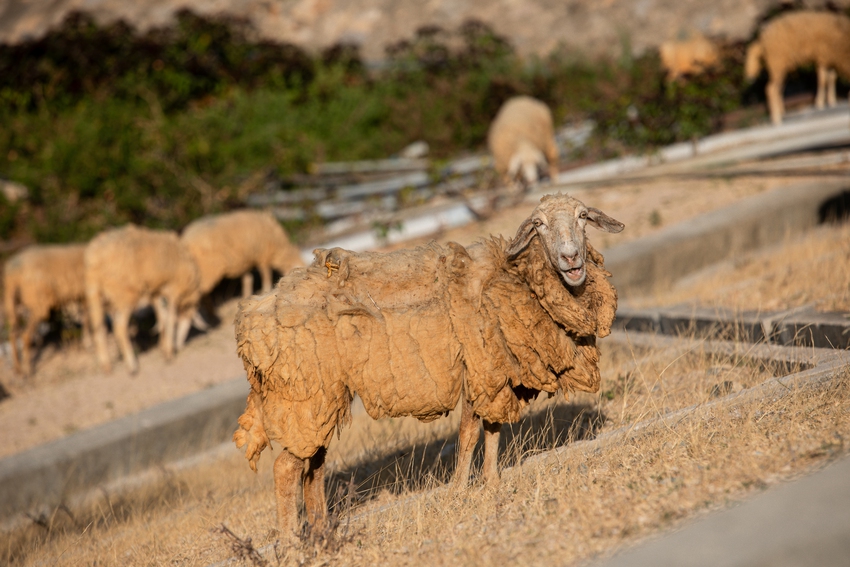 Tận mắt thấy những đàn cừu Ninh Thuận chết khô, hồ nước trơ đáy, nứt nẻ trong hạn hán khốc liệt miền Trung- Ảnh 4.