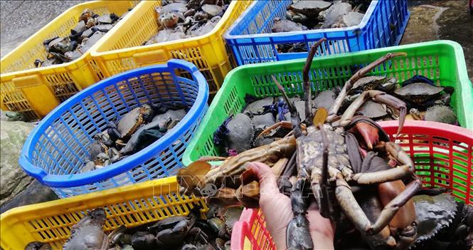 Giá nhiều loại hải sản ở Trà Vinh tăng cao- Ảnh 1.