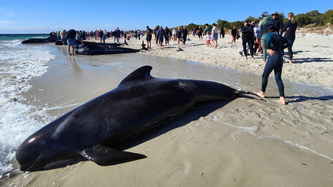 160 con cá voi khổng lồ nằm la liệt trên bờ biển, trong đó hàng chục đã con thiệt mạng: Chuyện gì đang xảy ra?- Ảnh 3.