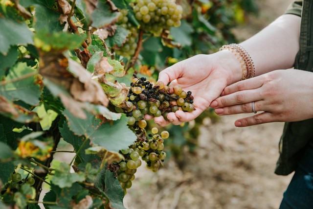Vụ sản xuất rượu vang tồi tệ nhất trong 62 năm do thời tiết và biến đổi khí hậu cực đoan- Ảnh 1.
