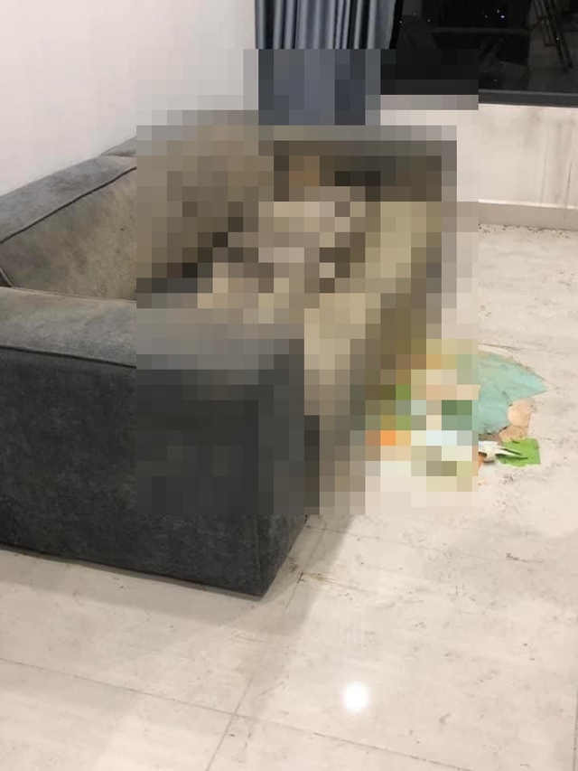 Vụ phát hiện thi thể cô gái 29 tuổi trên sofa: Bố mẹ đã đến nhận con- Ảnh 1.