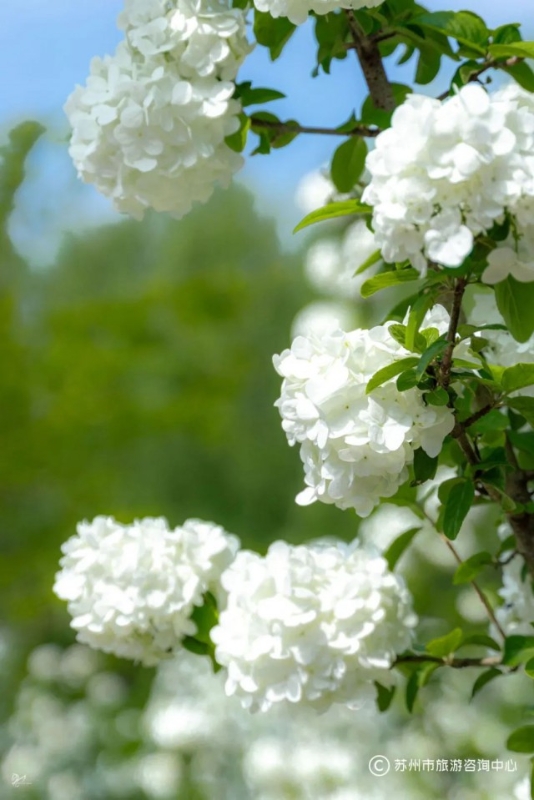 Tô Châu mùa hoa mộc tú cầu: Cả thành phố khoác lên tấm áo cầu hoa trắng tinh khôi, đứng đâu cũng có ảnh đẹp- Ảnh 16.