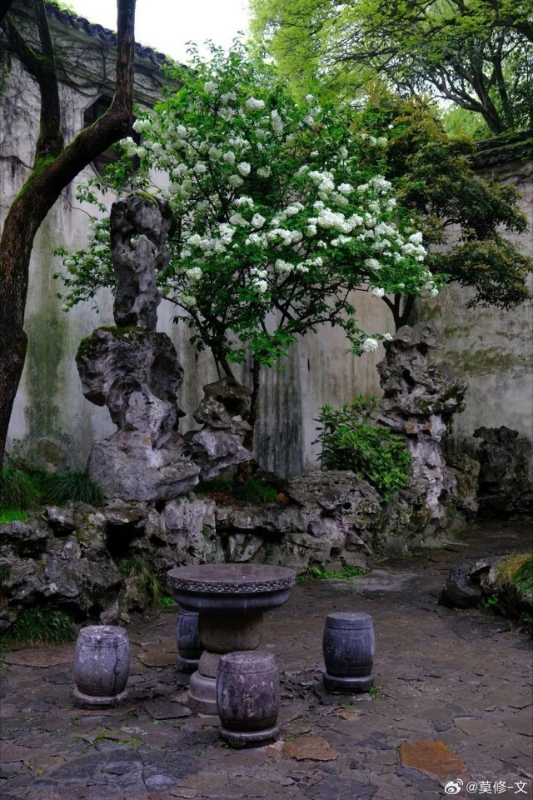 Tô Châu mùa hoa mộc tú cầu: Cả thành phố khoác lên tấm áo cầu hoa trắng tinh khôi, đứng đâu cũng có ảnh đẹp- Ảnh 8.