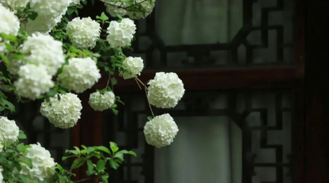 Tô Châu mùa hoa mộc tú cầu: Cả thành phố khoác lên tấm áo cầu hoa trắng tinh khôi, đứng đâu cũng có ảnh đẹp- Ảnh 10.