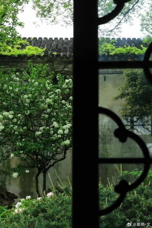 Tô Châu mùa hoa mộc tú cầu: Cả thành phố khoác lên tấm áo cầu hoa trắng tinh khôi, đứng đâu cũng có ảnh đẹp- Ảnh 7.