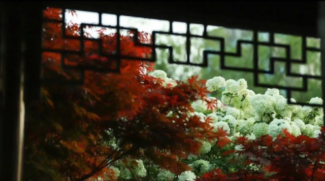 Tô Châu mùa hoa mộc tú cầu: Cả thành phố khoác lên tấm áo cầu hoa trắng tinh khôi, đứng đâu cũng có ảnh đẹp- Ảnh 9.