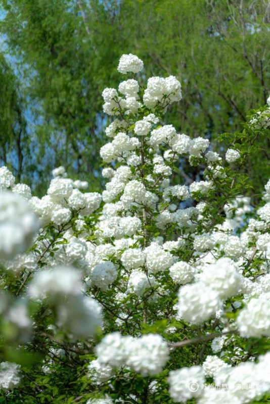 Tô Châu mùa hoa mộc tú cầu: Cả thành phố khoác lên tấm áo cầu hoa trắng tinh khôi, đứng đâu cũng có ảnh đẹp- Ảnh 15.