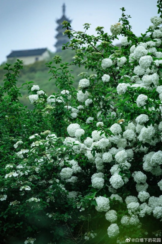 Tô Châu mùa hoa mộc tú cầu: Cả thành phố khoác lên tấm áo cầu hoa trắng tinh khôi, đứng đâu cũng có ảnh đẹp- Ảnh 23.