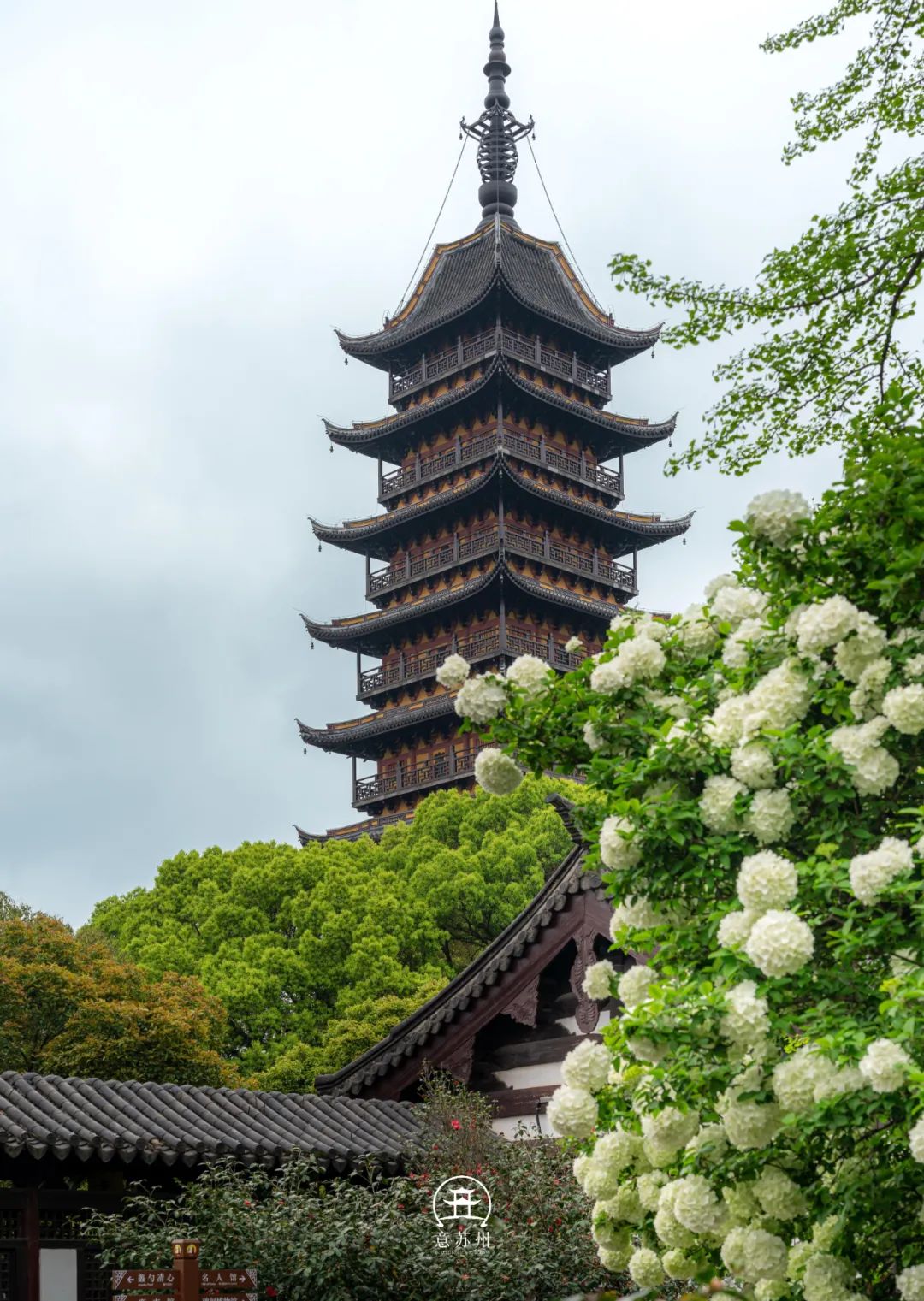 Tô Châu mùa hoa mộc tú cầu: Cả thành phố khoác lên tấm áo cầu hoa trắng tinh khôi, đứng đâu cũng có ảnh đẹp- Ảnh 1.