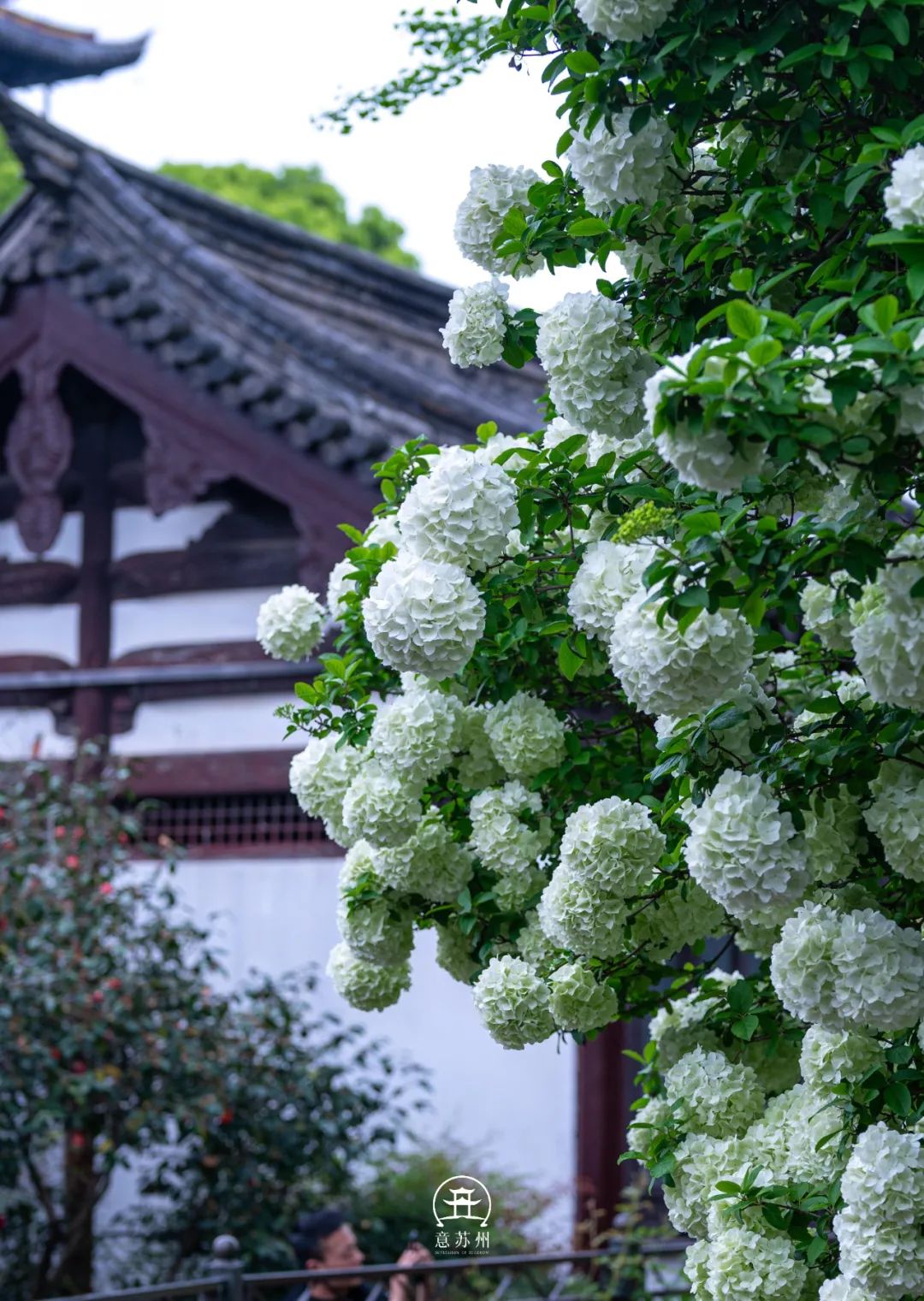 Tô Châu mùa hoa mộc tú cầu: Cả thành phố khoác lên tấm áo cầu hoa trắng tinh khôi, đứng đâu cũng có ảnh đẹp- Ảnh 3.