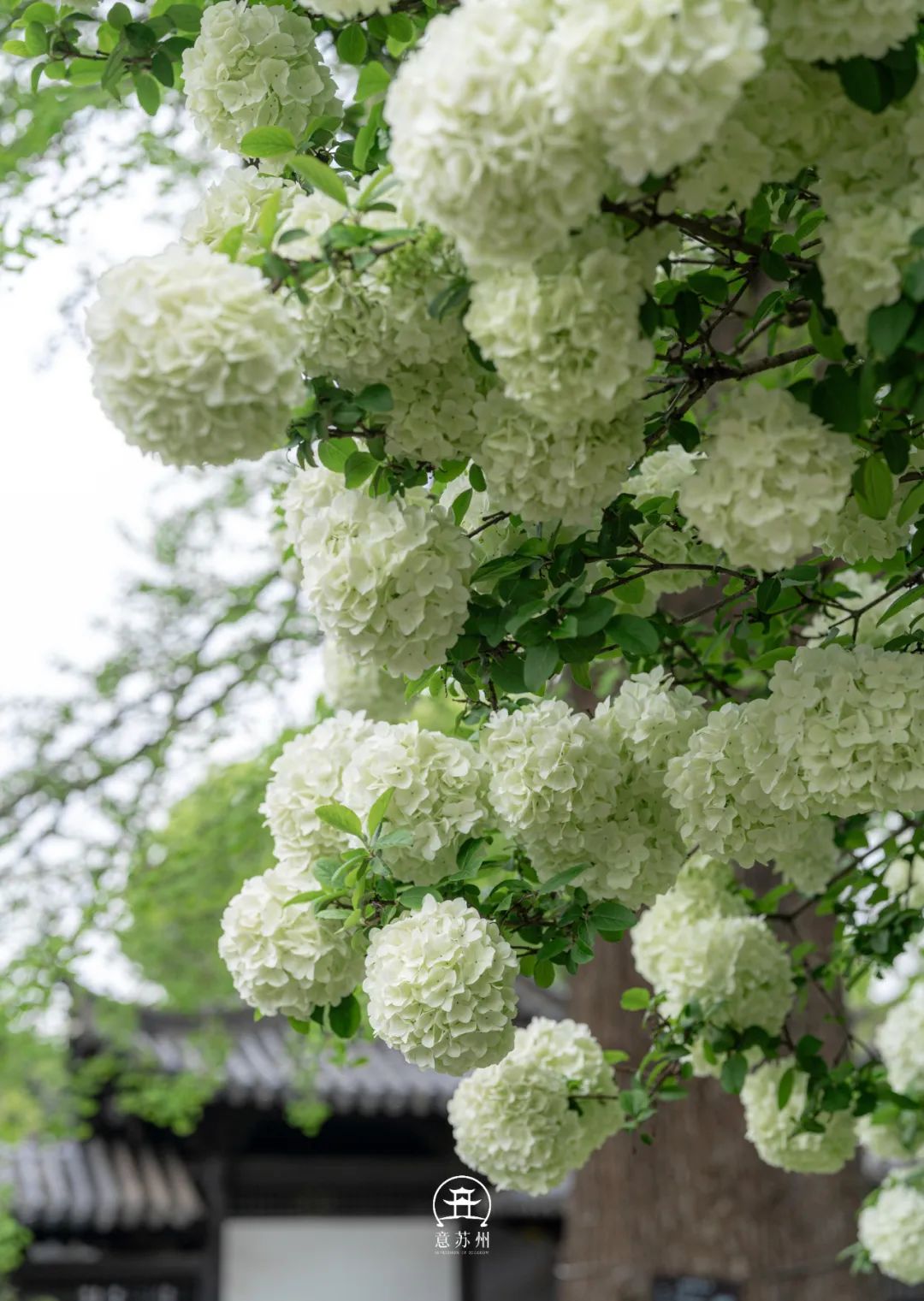 Tô Châu mùa hoa mộc tú cầu: Cả thành phố khoác lên tấm áo cầu hoa trắng tinh khôi, đứng đâu cũng có ảnh đẹp- Ảnh 5.