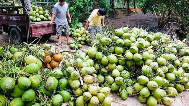 Không chỉ bán quả giải khát mùa hè, một vườn cây của Việt Nam có thể thu được hàng tỷ đồng từ một thứ- Ảnh 1.