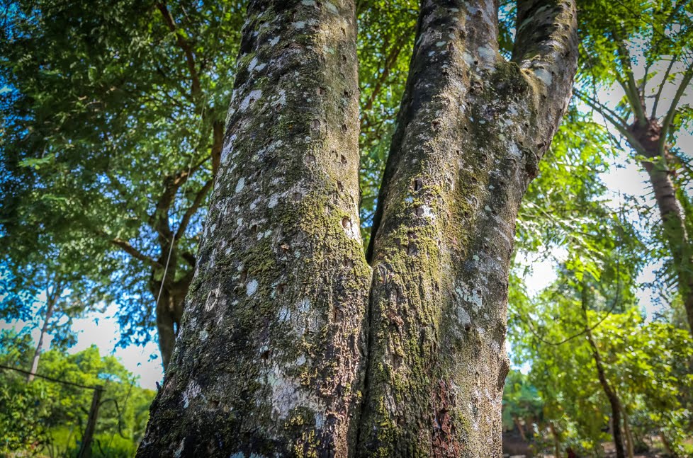 Loại gỗ triệu cây mới có một ở Việt Nam: Đại gia Nhật, Trung dốc cả hầu bao không mua nổi vì quá hiếm- Ảnh 1.