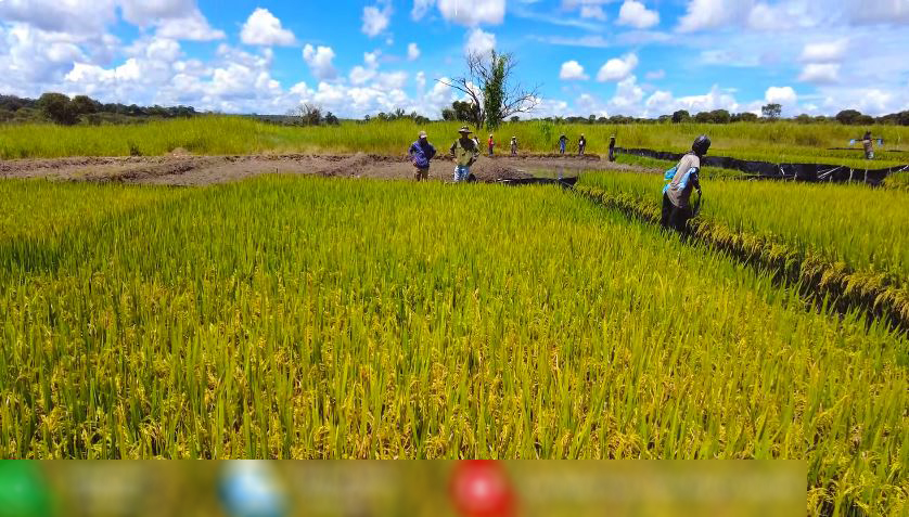Ruộng lúa nước tại Angola sắp thu cả tấn thóc, bõ công chủ trang trại Việt khóc mếu nhờ hiến kế cứu cây- Ảnh 7.