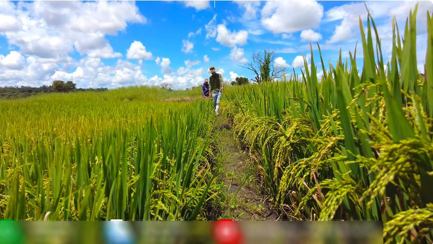 Ruộng lúa nước tại Angola sắp thu cả tấn thóc, bõ công chủ trang trại Việt khóc mếu nhờ hiến kế cứu cây- Ảnh 8.