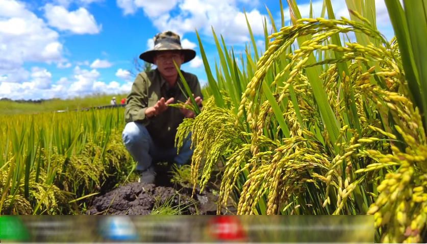 Ruộng lúa nước tại Angola sắp thu cả tấn thóc, bõ công chủ trang trại Việt khóc mếu nhờ hiến kế cứu cây- Ảnh 4.