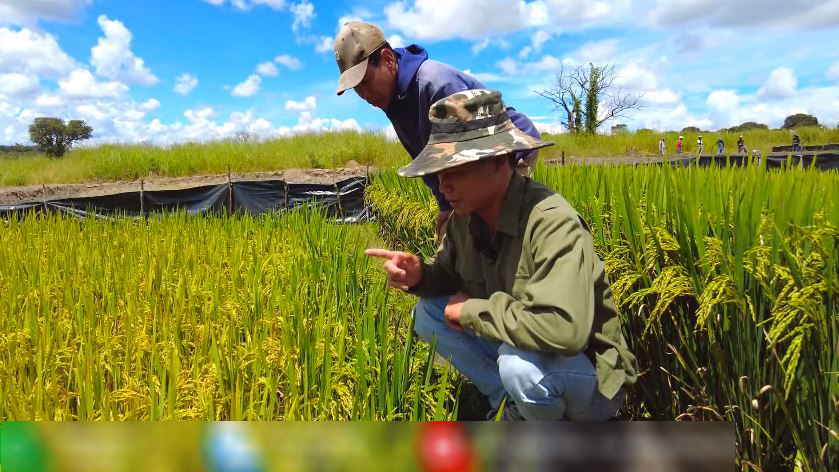 Ruộng lúa nước tại Angola sắp thu cả tấn thóc, bõ công chủ trang trại Việt khóc mếu nhờ hiến kế cứu cây- Ảnh 5.