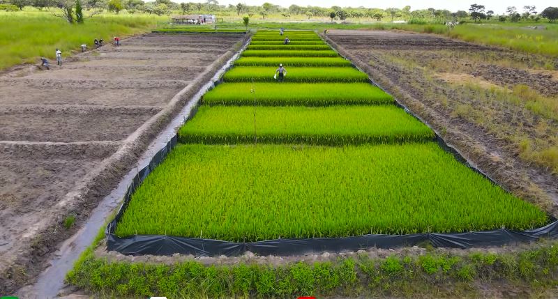 Ruộng lúa nước tại Angola sắp thu cả tấn thóc, bõ công chủ trang trại Việt khóc mếu nhờ hiến kế cứu cây- Ảnh 1.
