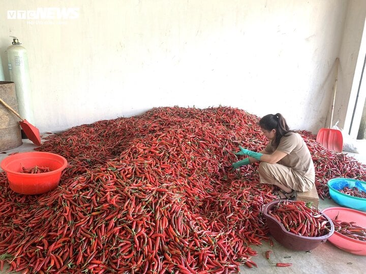 Giá rớt thảm, dân trồng ớt ở Nghệ An khóc ròng- Ảnh 2.