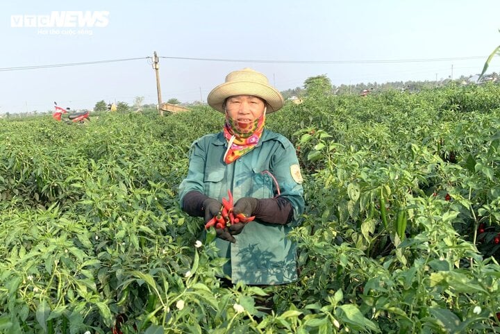 Giá rớt thảm, dân trồng ớt ở Nghệ An khóc ròng- Ảnh 1.