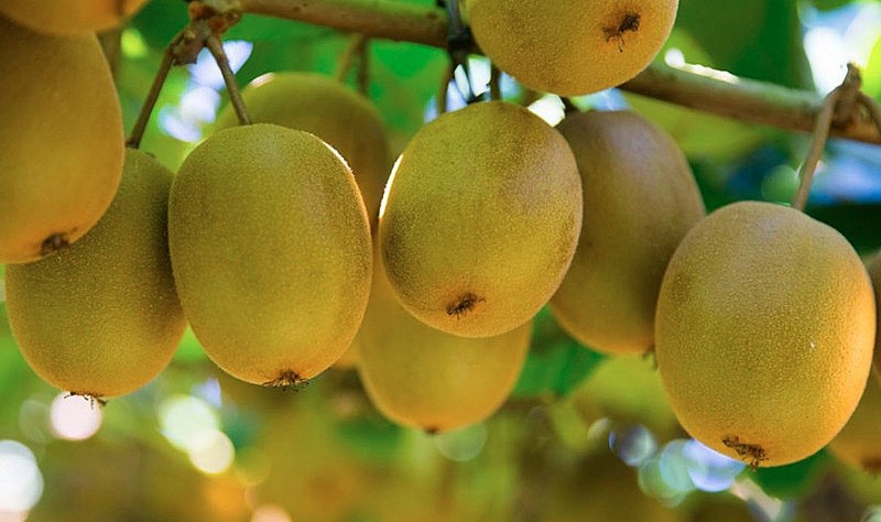 1 loại quả giúp da trắng sáng ‘‘bật tông’’, chống oxy hóa hiệu quả: Từ tháng 5 bắt đầu vào mùa- Ảnh 1. 1 loại quả giúp da trắng sáng ‘‘bật tông’’, chống oxy hóa hiệu quả: Từ tháng 5 bắt đầu vào mùa- Ảnh 1.