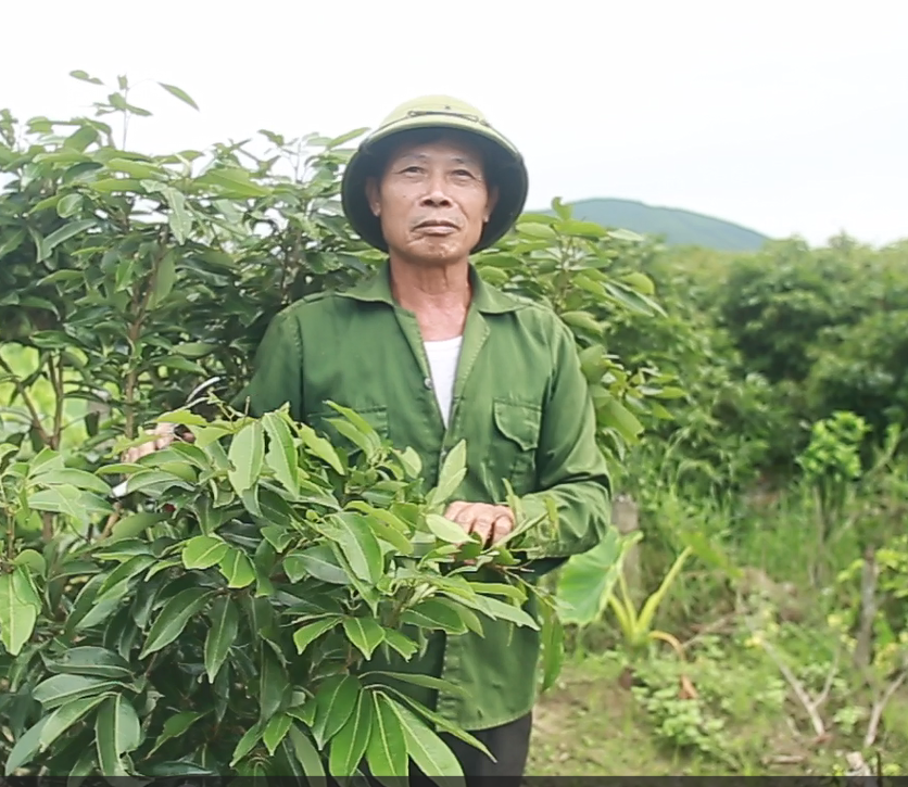 Người dân Bắc Giang bất lực vì vải thiều mất mùa: 