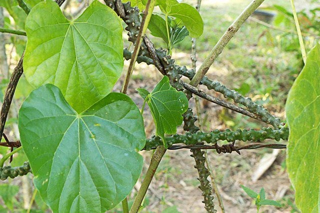 Việt Nam có 1 loại cây quý là “thuốc kiểm soát đường huyết” tốt ngang “insulin tự nhiên”: Còn giúp dưỡng xương, bảo vệ gan và thận hiệu quả- Ảnh 1.