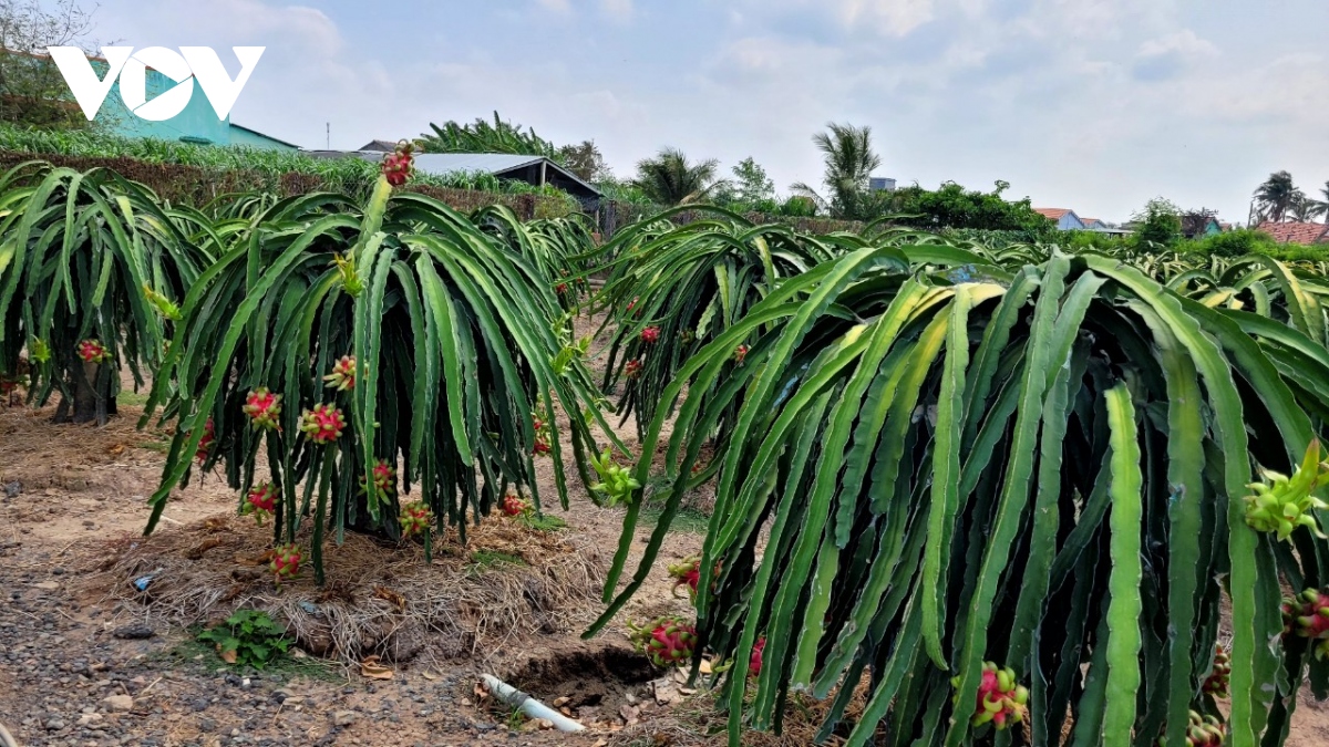 Thanh long tăng giá, nhà vườn ngày đêm canh giữ cây- Ảnh 1.