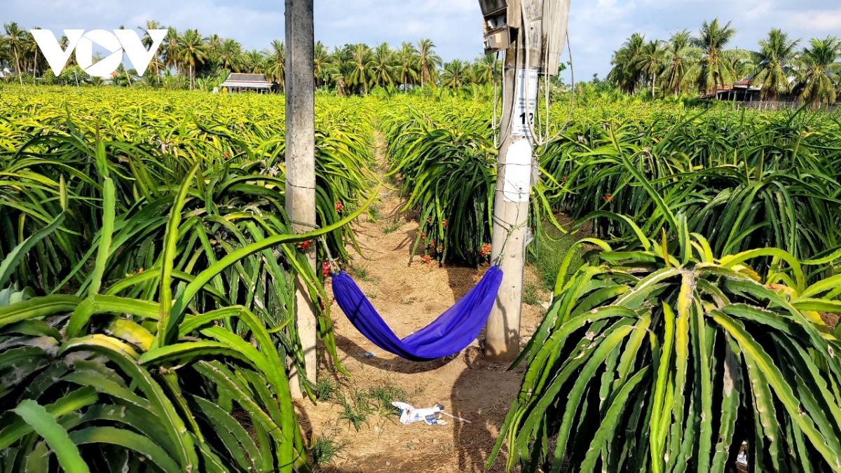 Thanh long tăng giá, nhà vườn ngày đêm canh giữ cây- Ảnh 3.