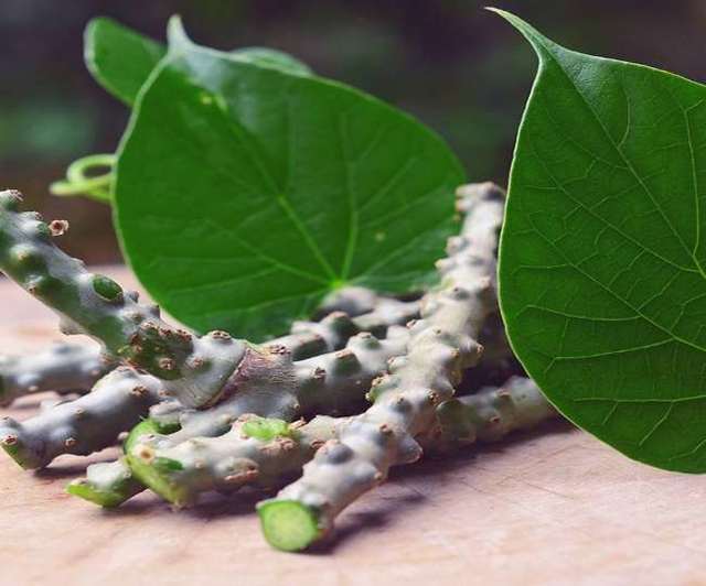 Việt Nam có 1 loại cây quý là “thuốc kiểm soát đường huyết” tốt ngang “insulin tự nhiên”: Còn giúp dưỡng xương, bảo vệ gan và thận hiệu quả- Ảnh 2.