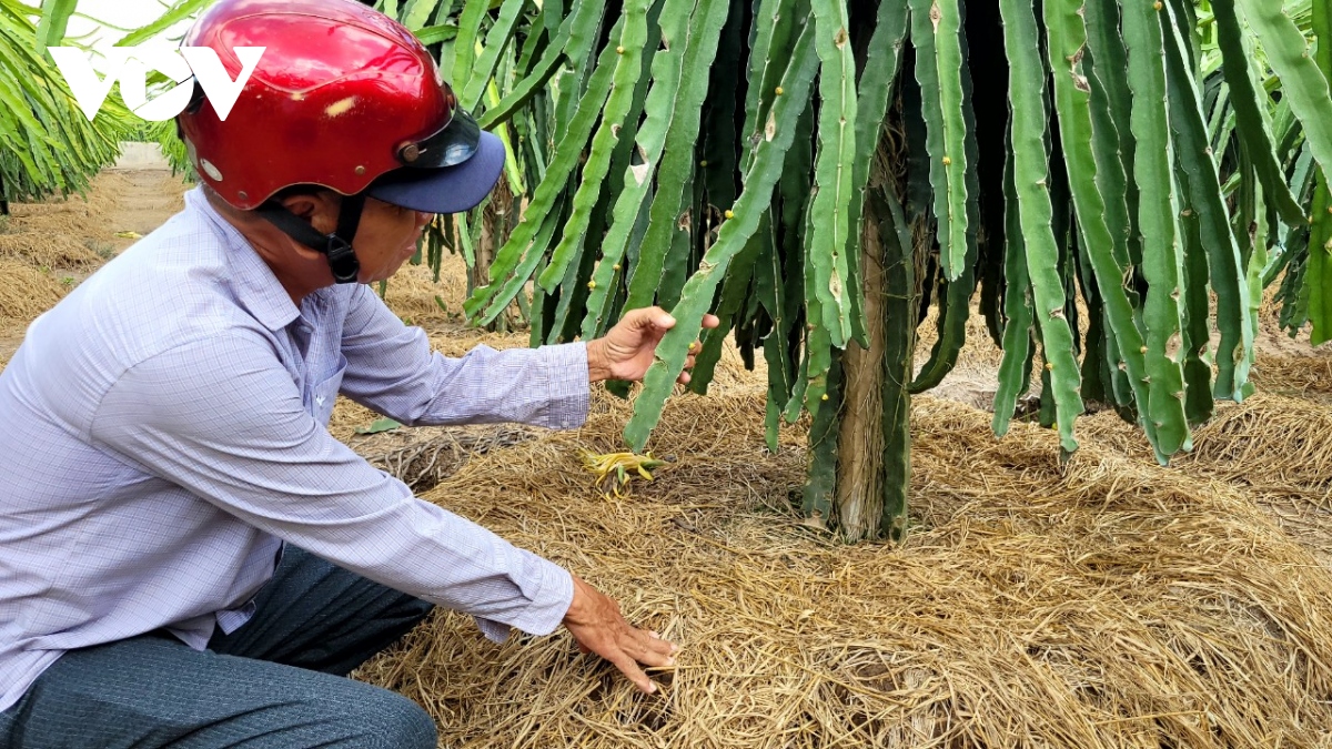 Thanh long tăng giá, nhà vườn ngày đêm canh giữ cây- Ảnh 2.