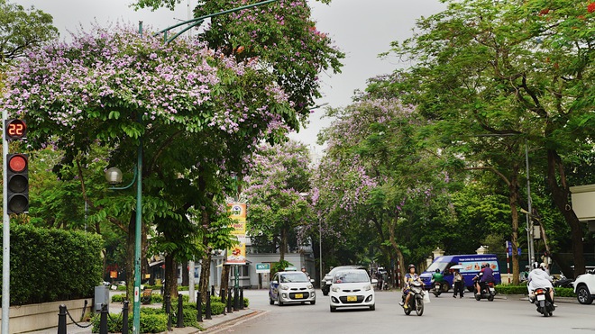 Từ đường phố Hà Nội tới MXH đều ngập sắc tím bằng lăng: Năm nào cũng nở nhưng năm nay bỗng phủ sóng khắp mọi mặt trận- Ảnh 5.